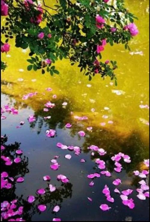 花有相思叶有愁，风吹落瓣顺水流，明知此去无返日，………请友续句………？[