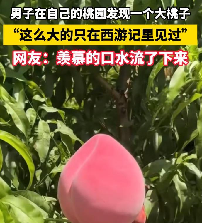 山东一男子在果园摘桃子，结果，发现了一个巨大巨标准的桃子。网友：这桃子吃了能长生