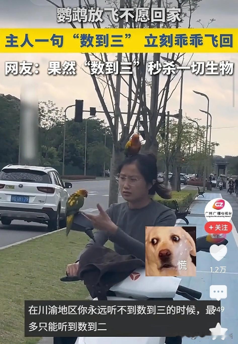 笑喷了！成都，鹦鹉户外放飞后不肯回家，主人一句老子数到三，鹦鹉秒怂乖乖飞回这