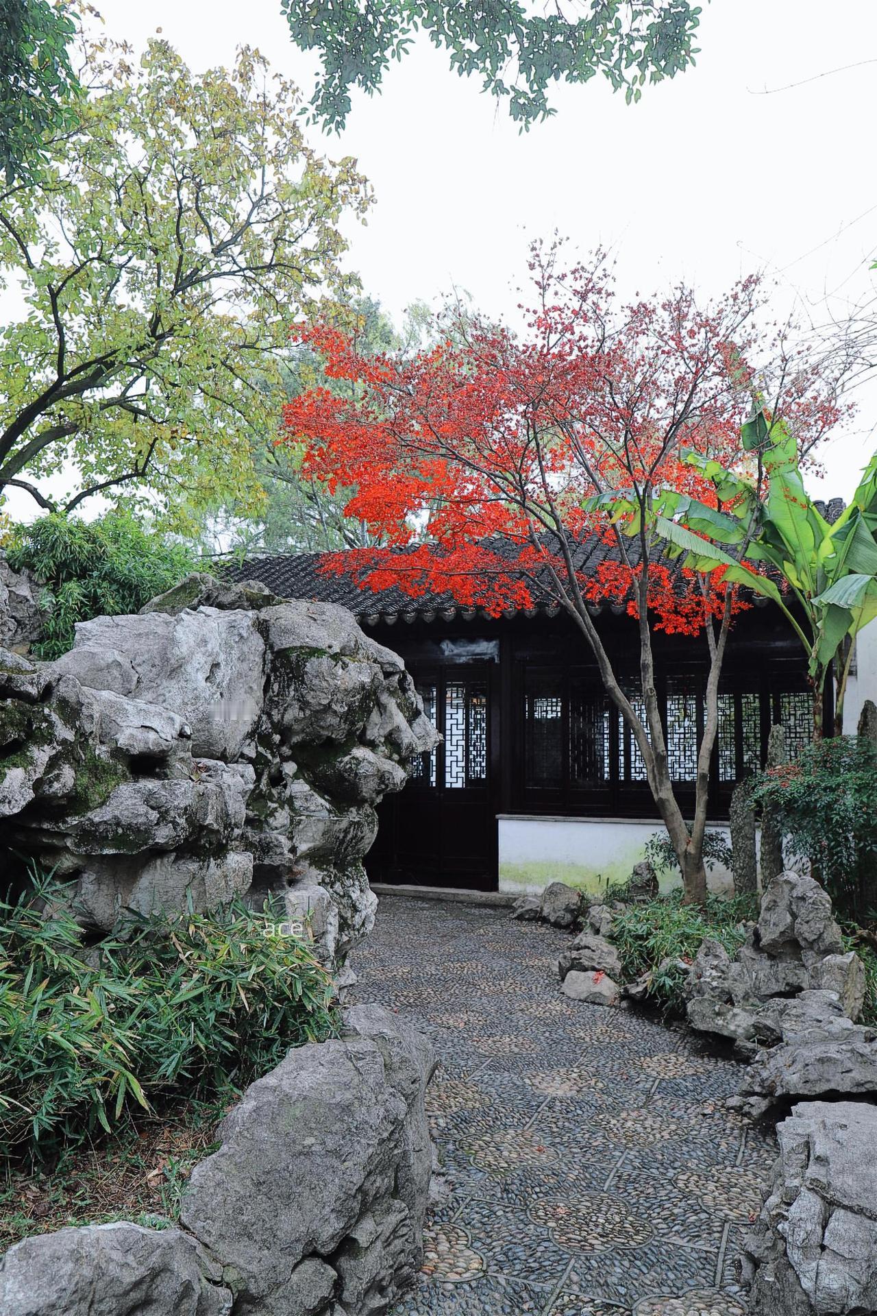 在艺圃里撞见了最鲜活的苏州园林，红枫的艳、苍苔的青、湖石的灰，就这么恰到好处地在