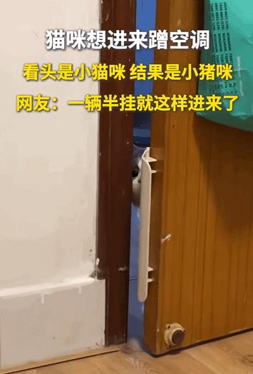 万物皆有灵性！广西，猫咪想进卧室来蹭空调，猫猫祟祟地推开个门缝，然后一步一步试探