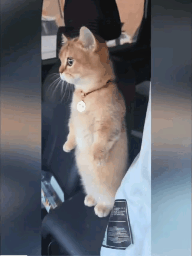 本来是不喜欢养猫的，但是看到别人车里面的这一只猫之后[捂脸哭]就很想养一只这样的猫