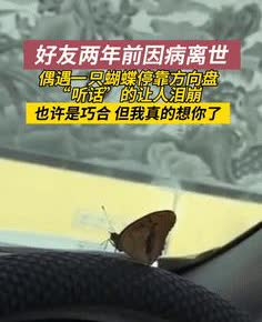 “看哭了！”辽宁，男子开车时偶遇一只蝴蝶，怎么也赶不走，他想起战友在2年前病逝，
