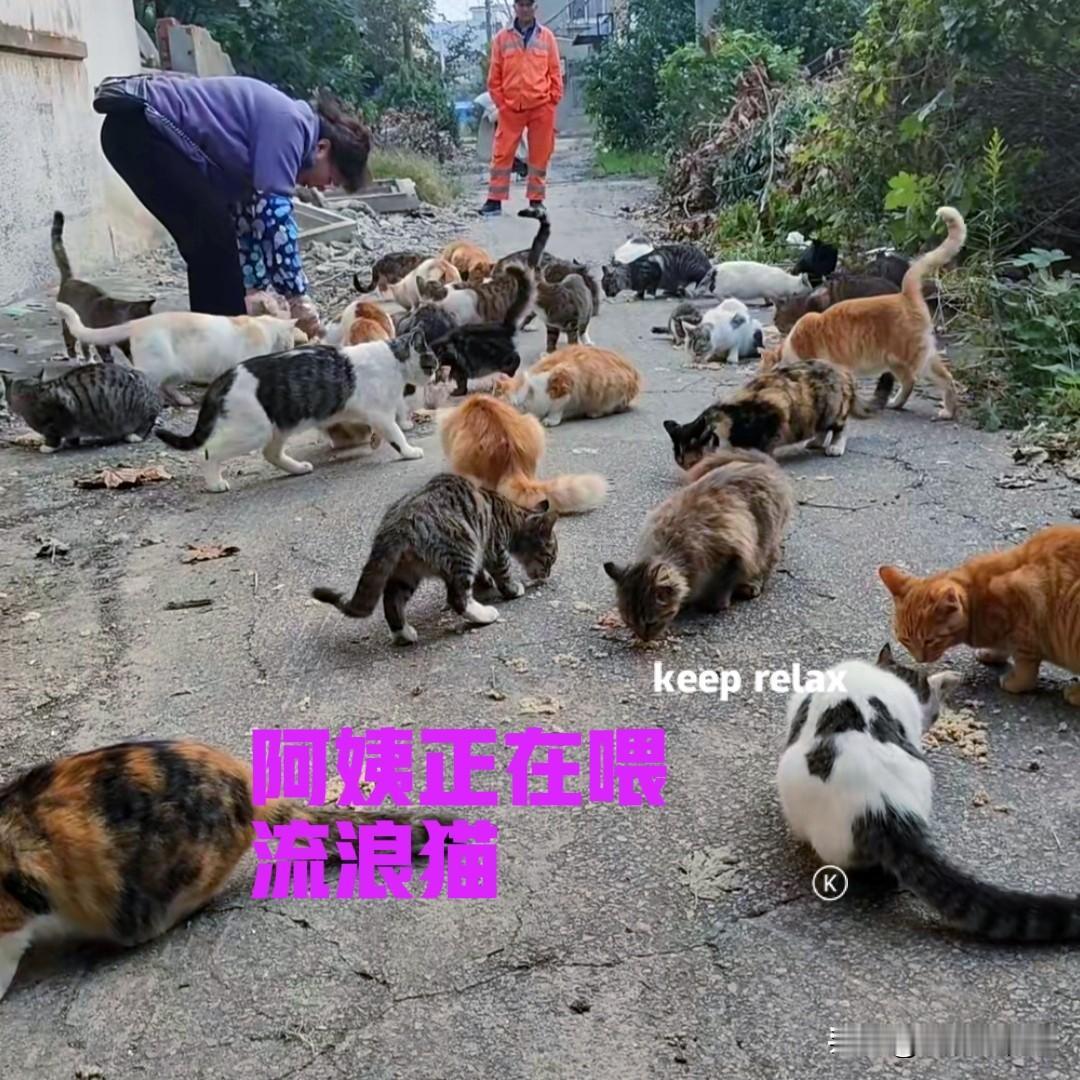 下午出去遛狗的时候,碰到小区里的阿一位姨,正在喂流浪猫。旁边还站着一位环卫大叔,
