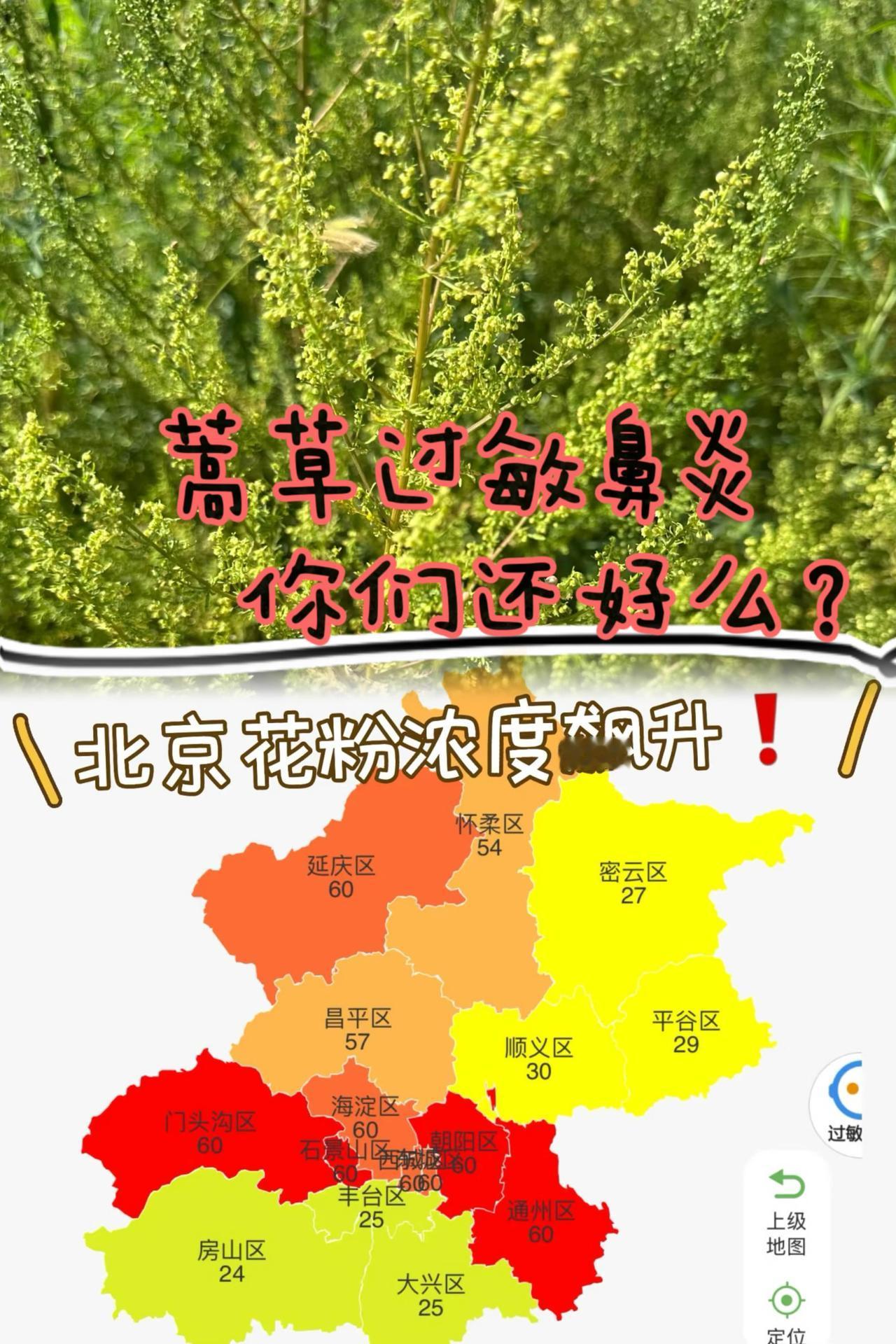 鼻炎的朋友们，你们最近还好么？最折磨人的不是失眠，也不是感冒，而是～蒿草过