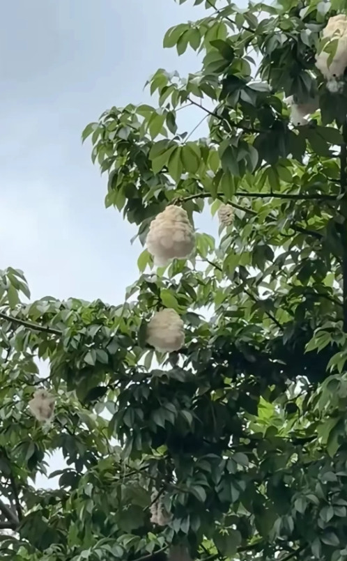 广东清远，有一名女子早上到河边的河堤跑步，发现河堤上种植着一种很奇怪的树，这种树