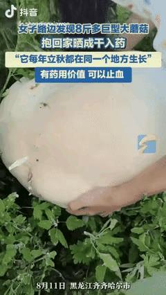 “天上掉馅饼？”黑龙江齐齐哈尔，女子在路边游玩时，竟然发现杂草堆里长着一个硕大的