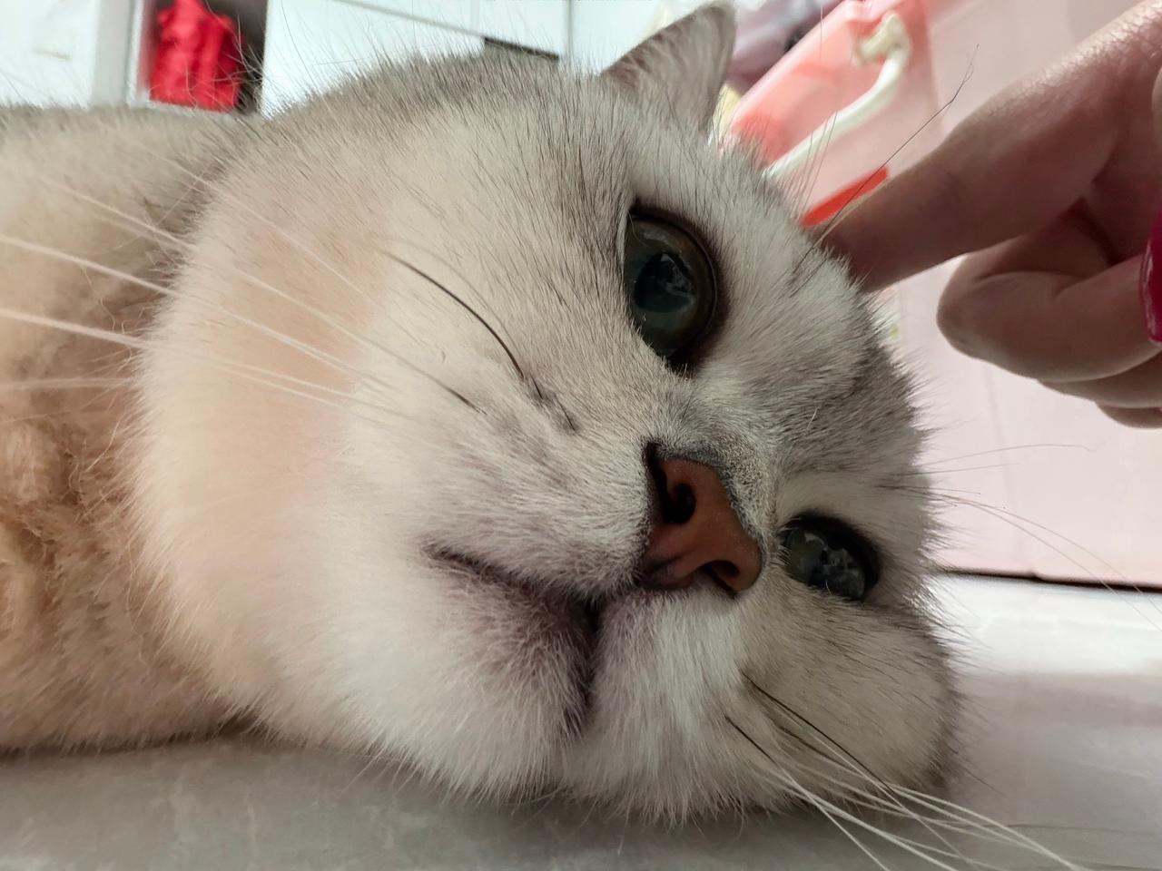 撸猫头猫咪讨宠