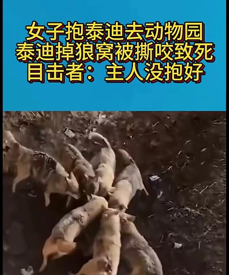又一条冤死的狗，不知道能不能索赔