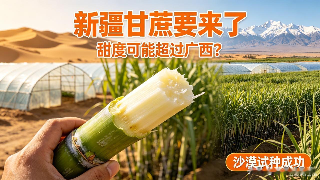 塔克拉玛干沙漠上种上了广西甘蔗以前谁跟我说，干旱大沙漠能种热带甘蔗，我绝对