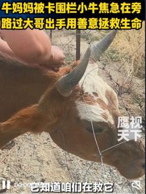 新疆阿勒泰，一对男女驾车经过，发现一只母牛与小牛奇怪地站在路边，下车走近一看，原