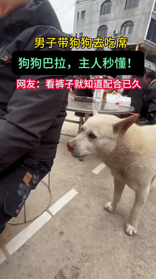 “成精了”25年12月29日，四川一男子带着自家狗子去吃席，正吃得香，狗子