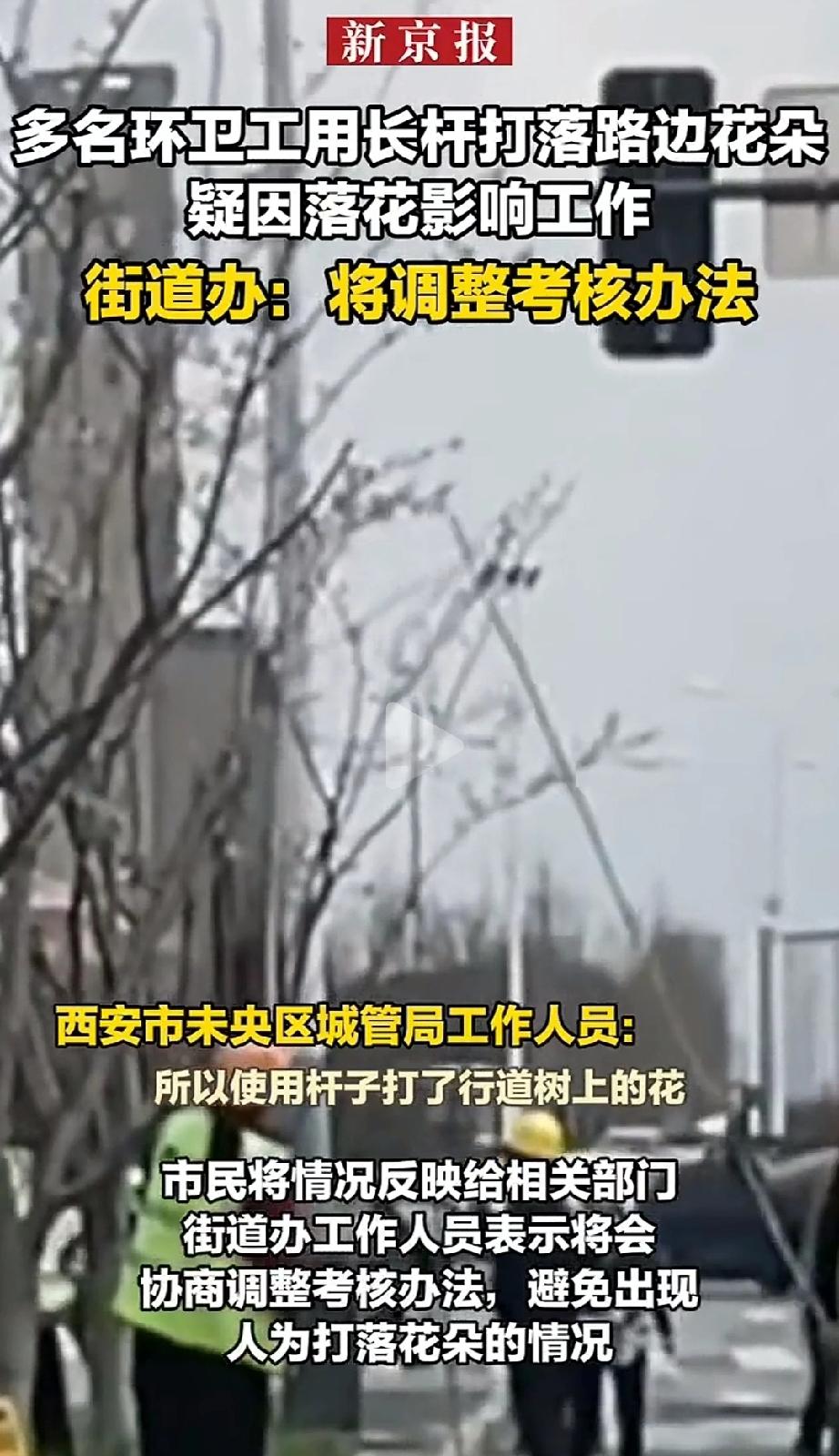 过分了！西安未央区龙朔路，春暖花开，路边的行道树本来开得正好，没成想环卫工人却拿