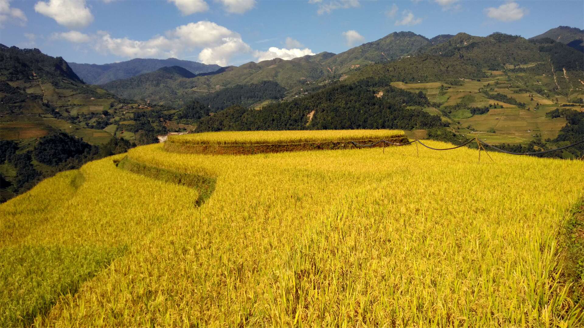 日本菠菜种植: 防寒覆盖方式 肥料运筹要点 灌溉技巧