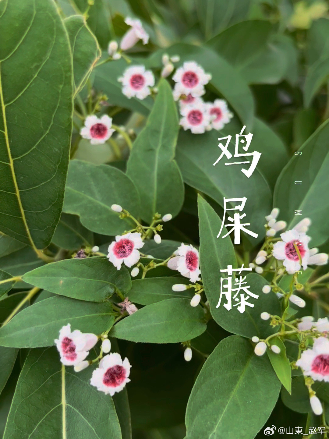一味鸡矢藤，能治7种病《本草纲目拾遗》里说，鸡矢藤“搓其叶嗅之，有臭气，未知正名