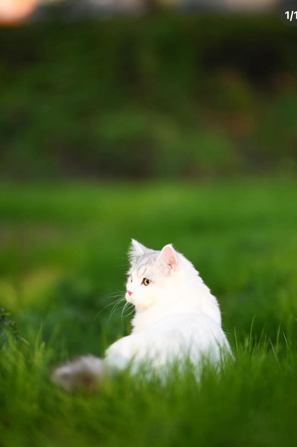 玄学提示🔔真不是迷信，祖德厚、福气足的人，自带一层看不见的“护佑场”。真正