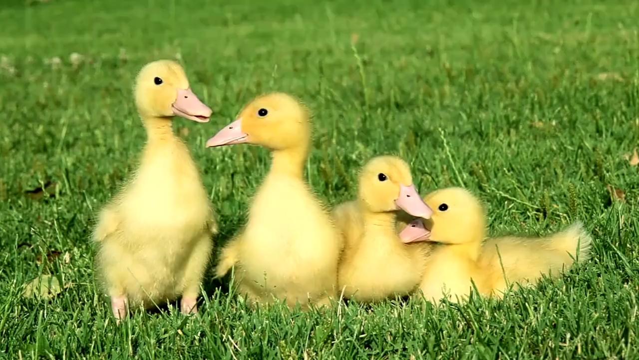 🦆先搞懂：为啥鸭绒突然成“白色黄金”？一.鸭子变少了，绒自然不够用前几