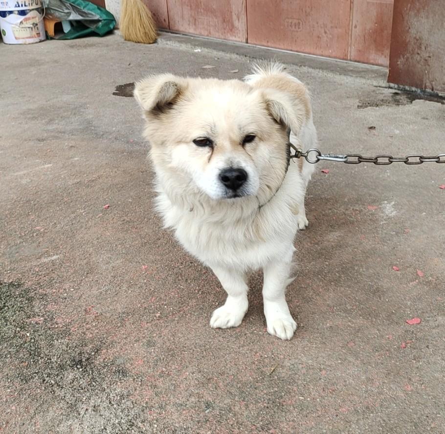 这种小短腿的🐶狗是什么品种，是中国土狗吗？晒图笔记大赛宠物狗