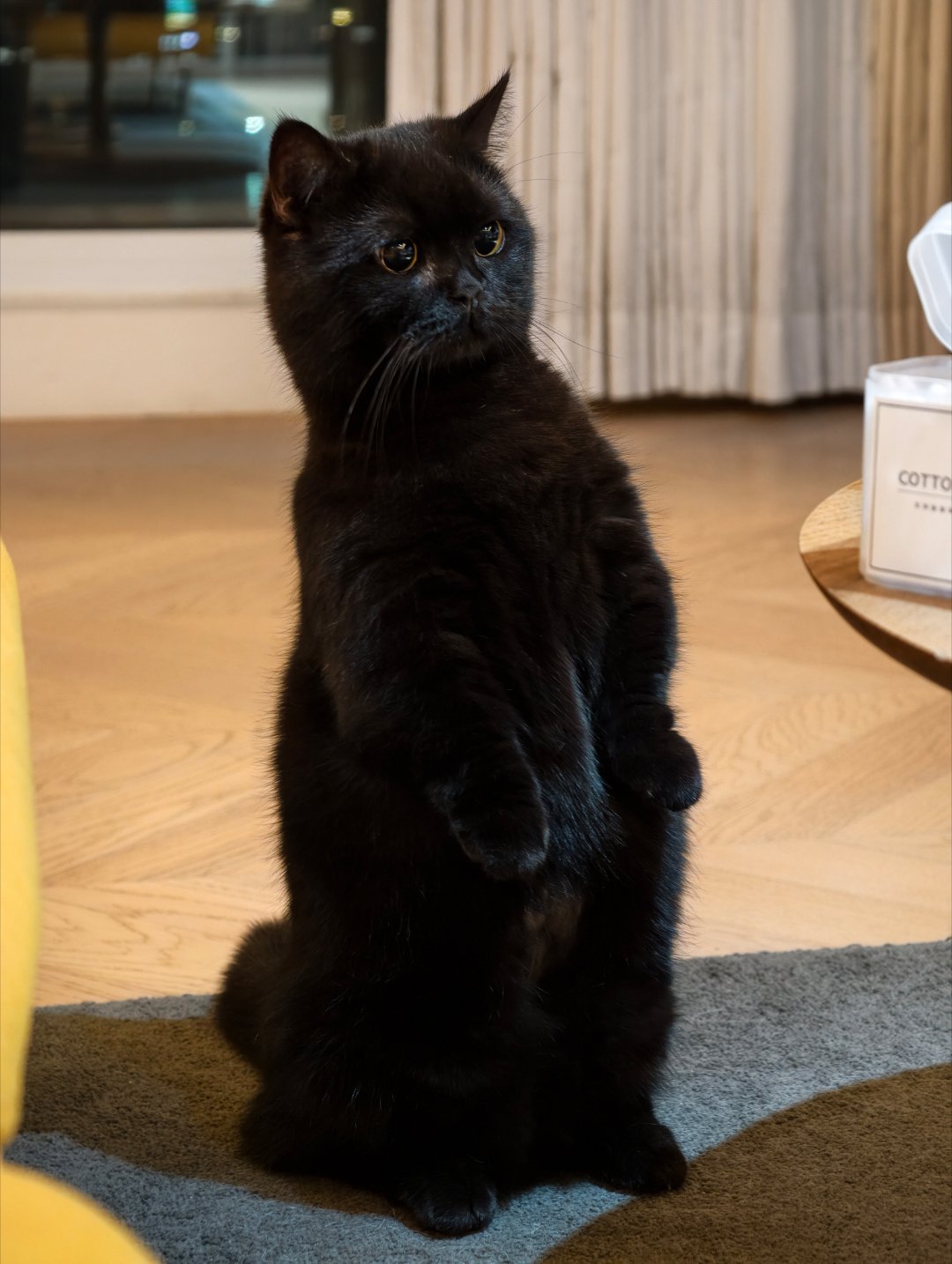 想我的猫猫，不知道猫猫想不想我。​​​