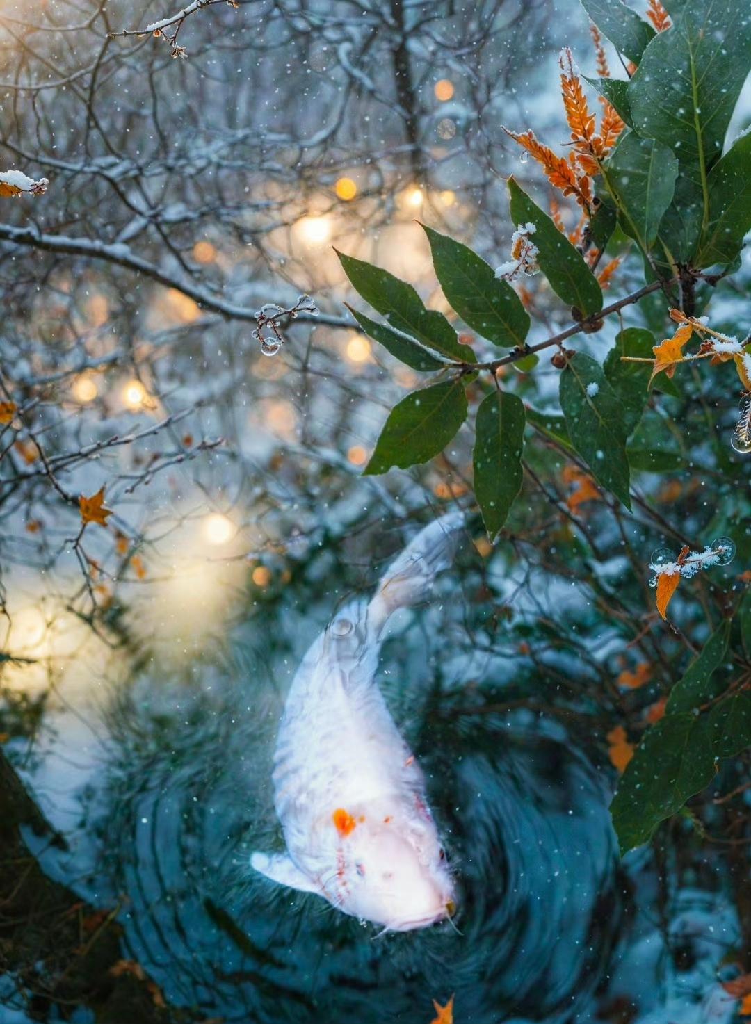 “雪落湖心鱼弄影…”​​​摄影素材