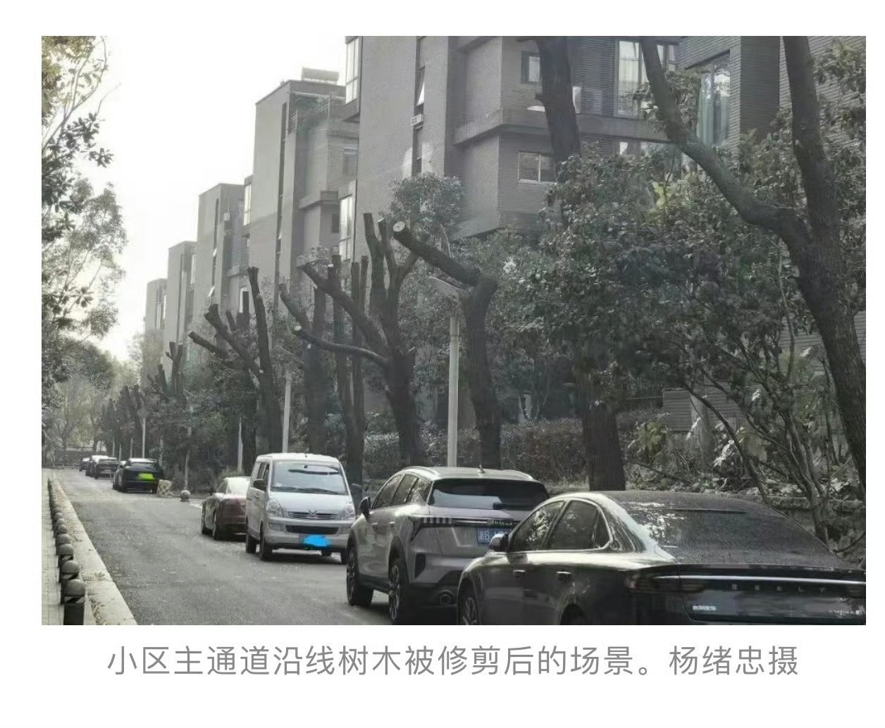 花12万把小区树木剃头宁波业主吵翻天，有人不满，但低层住户觉得剪的还不够…大家