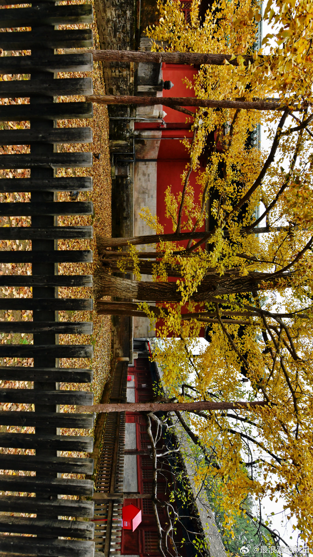 金色时光——大觉寺 一起欣赏北京初冬美景摄影​​​