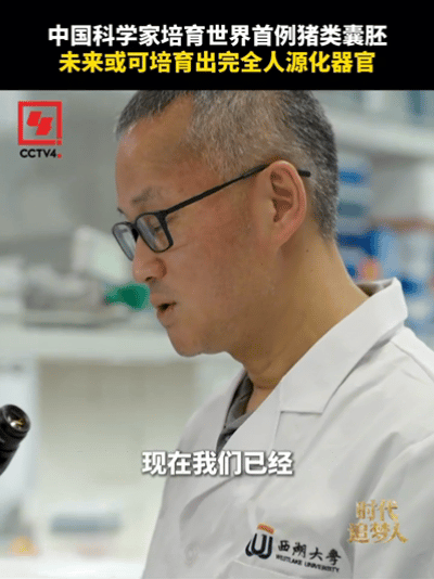 浙江这项研究算不算科幻照进现实浙江培育出世界首例猪类囊胚人类器官有望体外培育？西