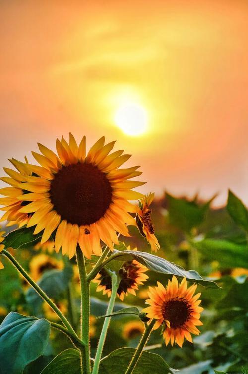 人这一辈子，最舒服的状态，就是晒晒太阳，放下烦恼人活一辈子，忙忙碌碌几十年