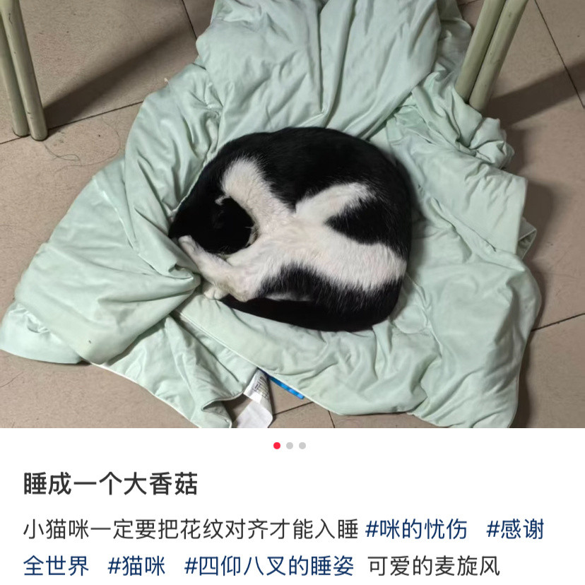 不知道还以为是只大香菇