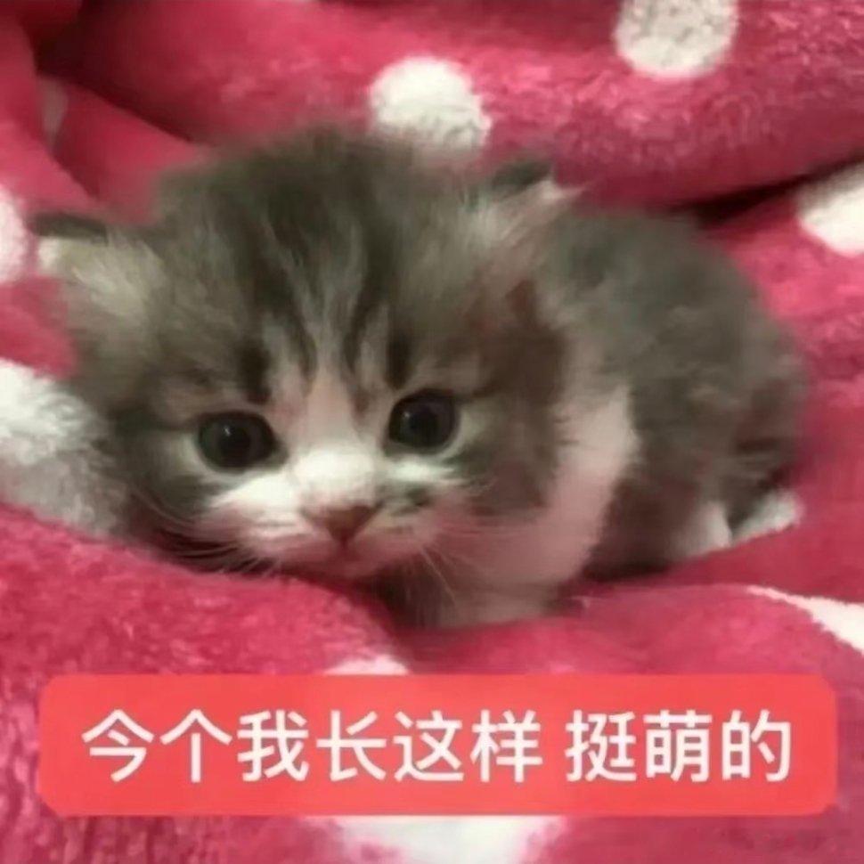 可爱猫咪表情包~