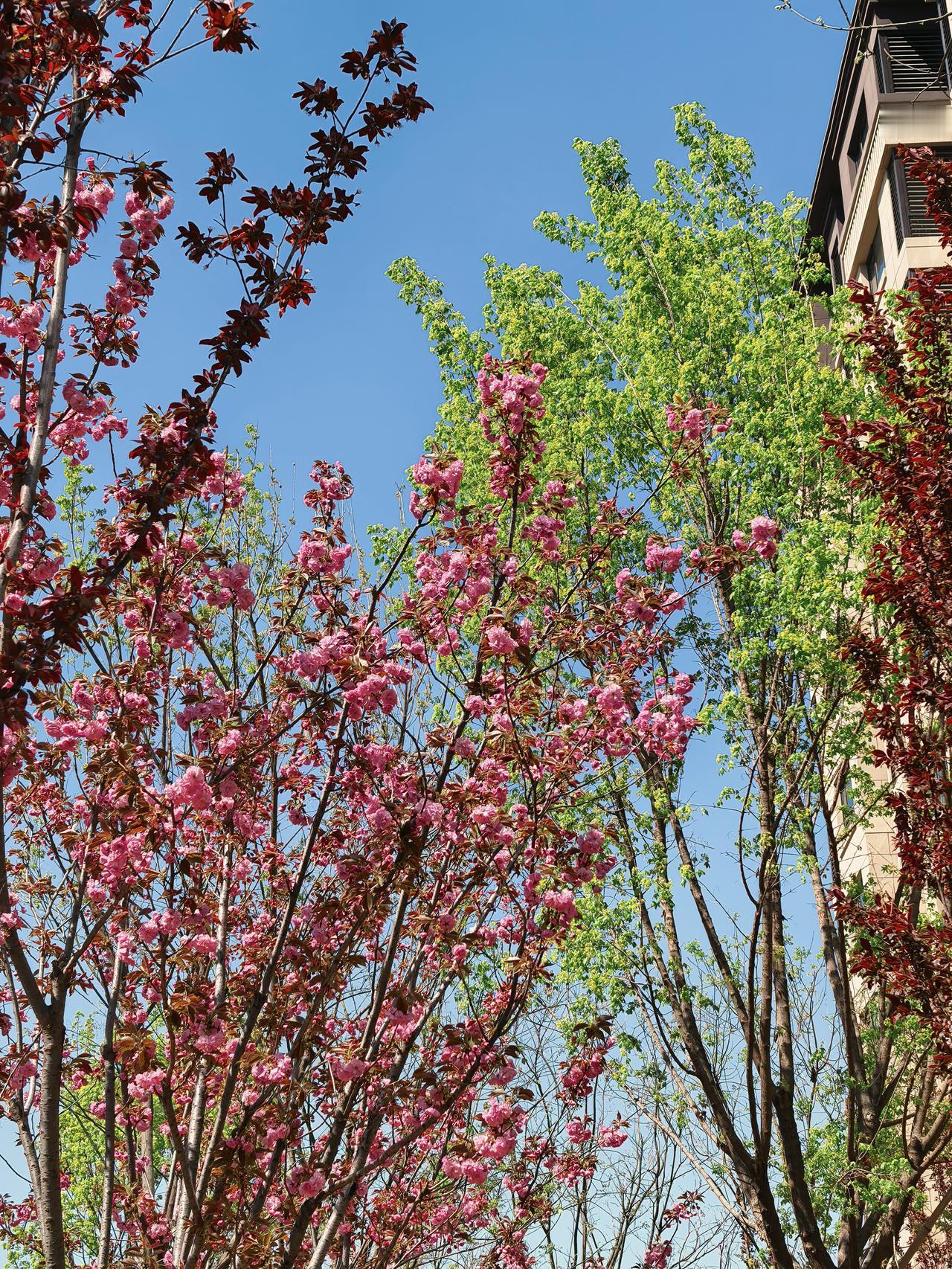 蓝天如洗，鲜花烂漫，桃红柳緑，鸟语花香！芳菲四月，晚樱绽放，粉红浪漫，随风摇