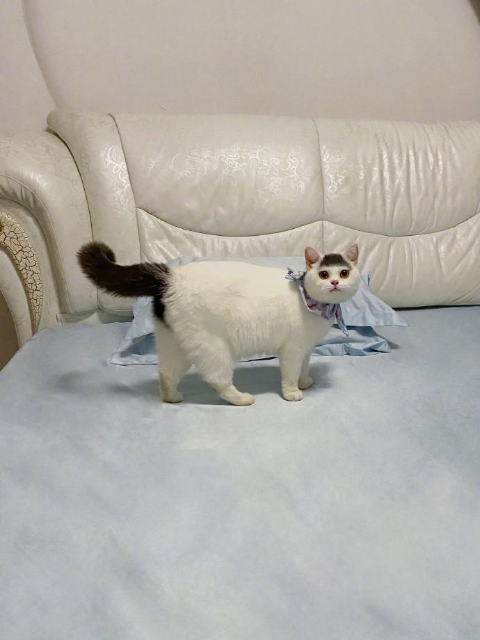 小猫是懂首尾呼应的​​​