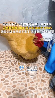 笑不活了！妈妈担心女儿低血糖，特意从广东寄了只老母鸡给她，本来是打算给她补补身子