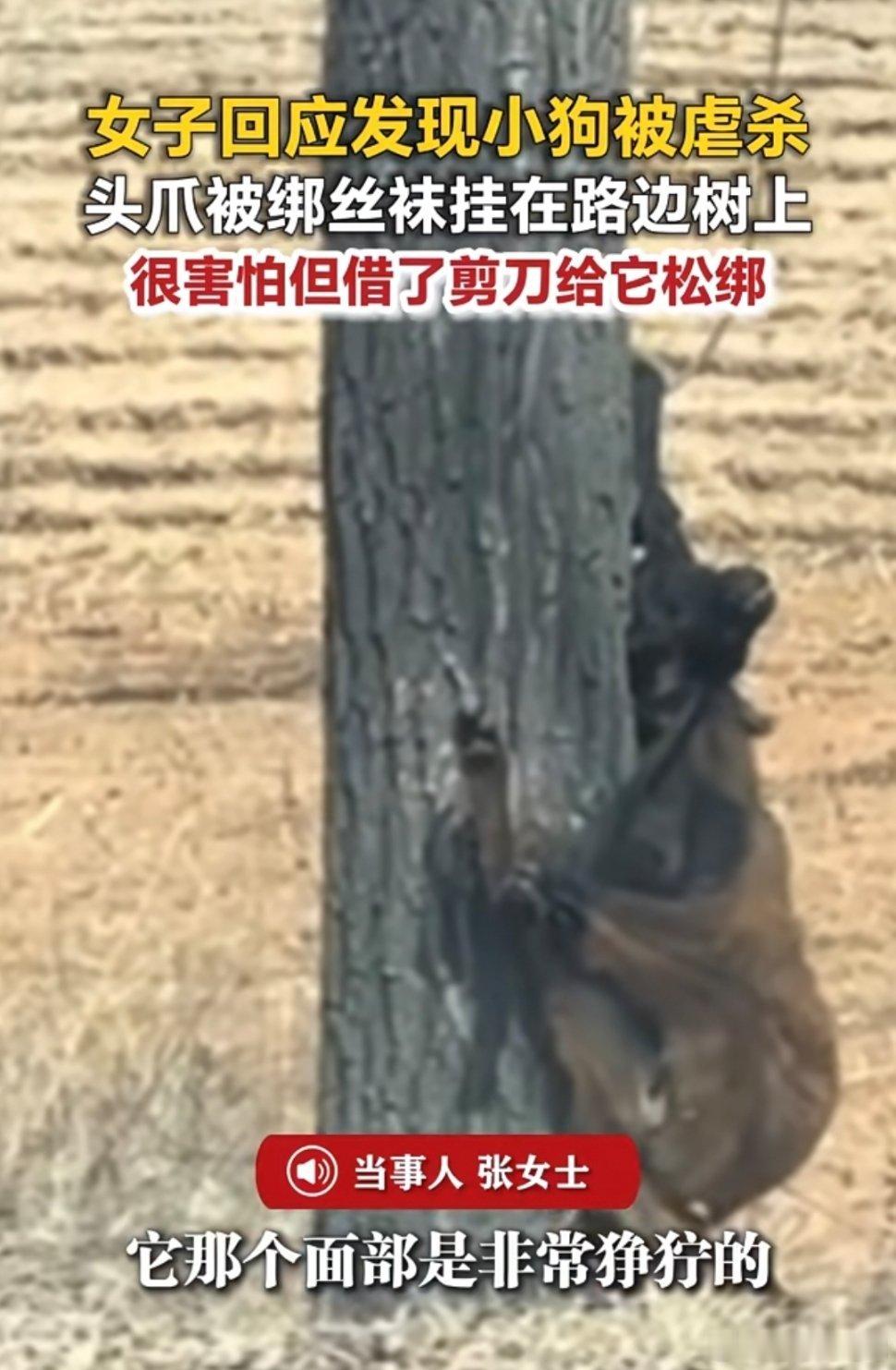 总是能看到这么多虐杀动物的新闻，到底什么时候能看到凶手被惩治小狗被丝袜绕颈勒死挂