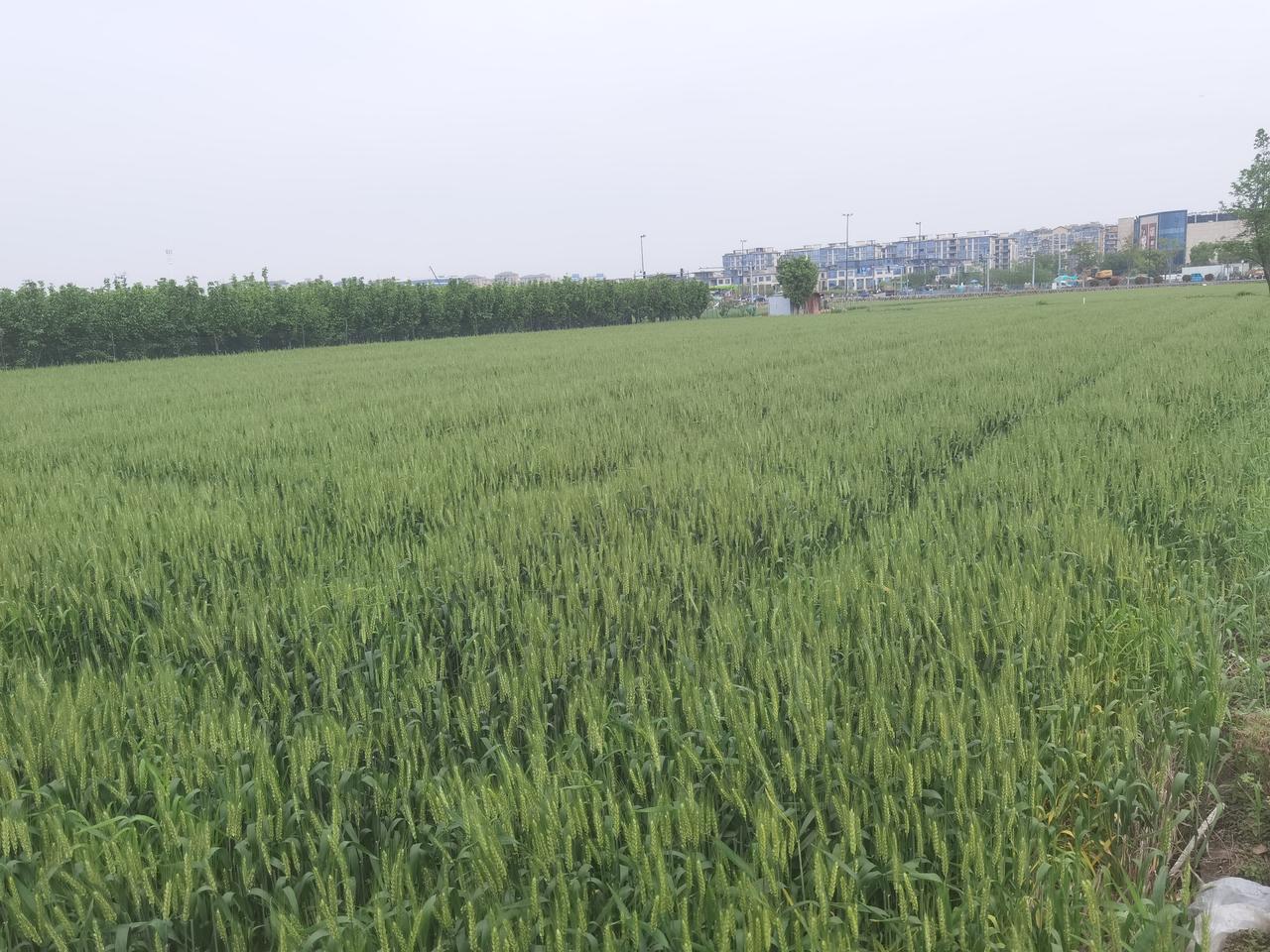 绍兴恂北发现一大片麦子，真奇怪，江南水稻多，种麦子的少。可惜麦子还没灌浆，不然一