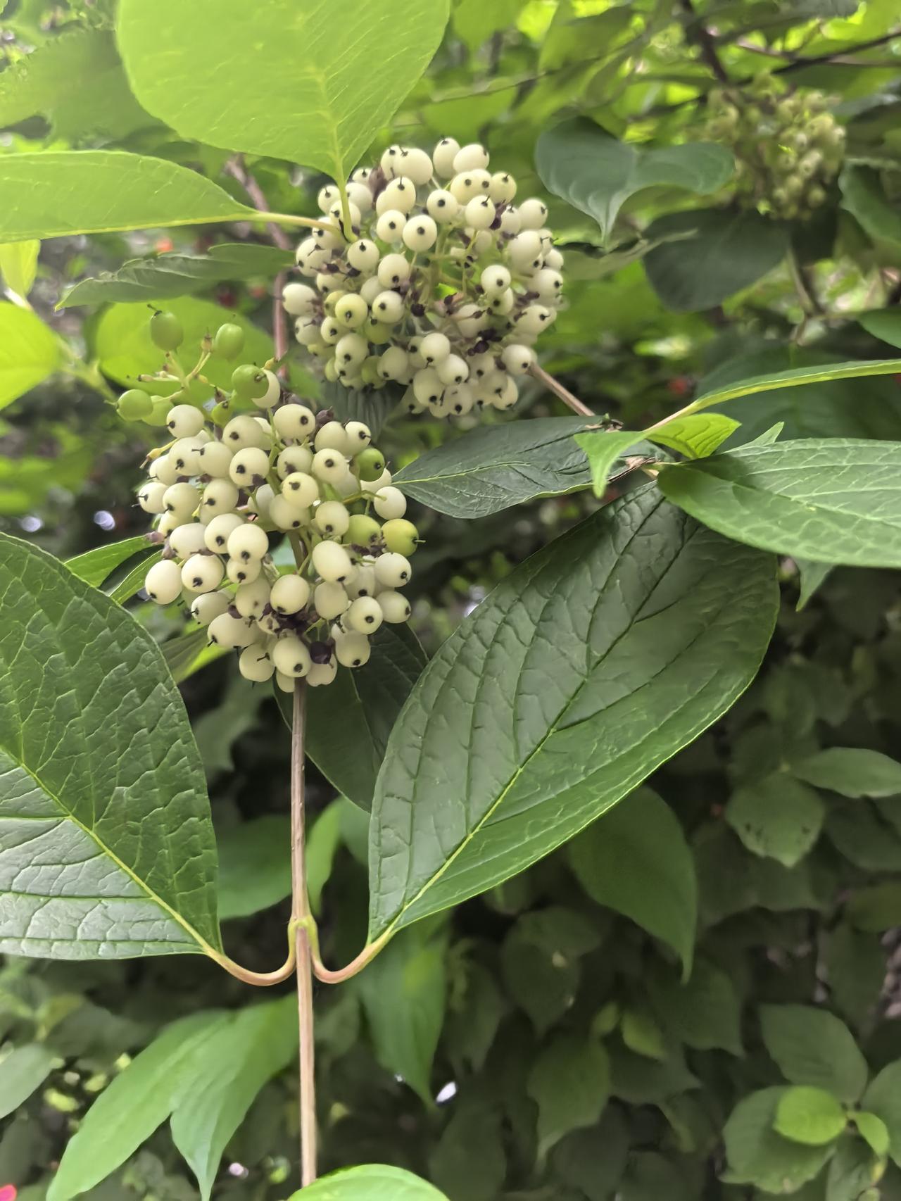 白珠青叶托住一簇雪白细小果实凝着夏的留白深褐果蒂轻轻点墨缀满无人惊扰