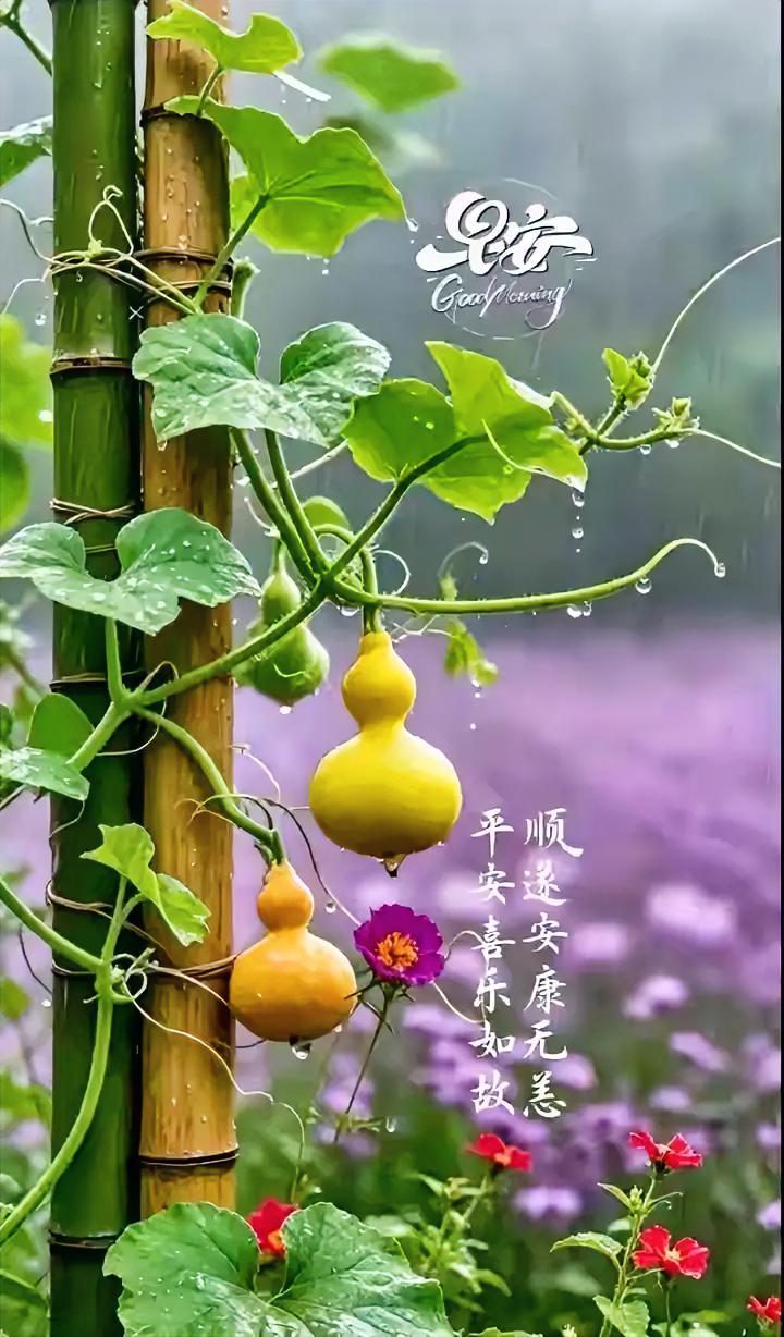 早安！雨滴轻吻黄葫芦，平安喜乐如故，愿你顺遂安康，日子水灵又温柔。作者加速成长