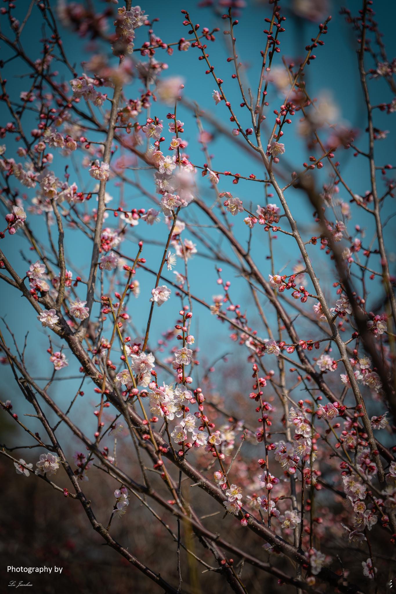 🌸早春浪漫，无锡梅园梅花盛开！🌸蛇年的新春，无锡梅园的梅花就已经迫不及待地绽