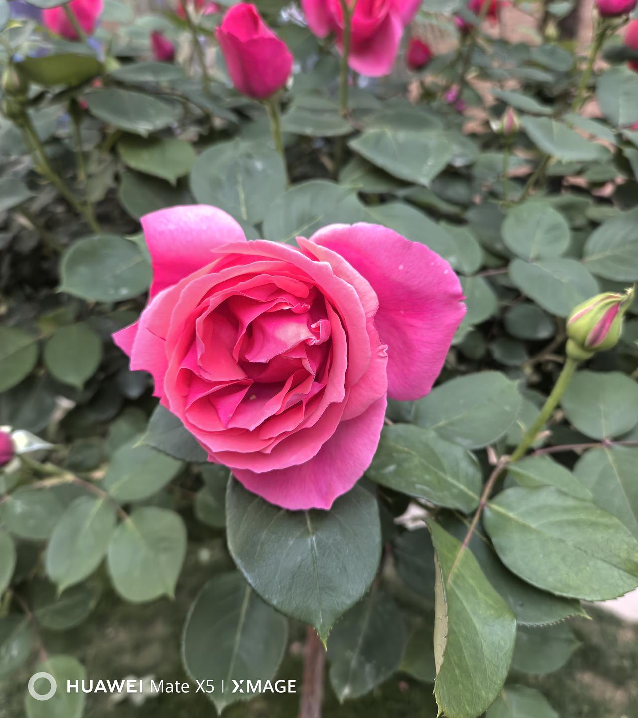 分享一张你最近随拍的照片欣赏我的拍照20260416，也是您健康与快乐。早安吉祥