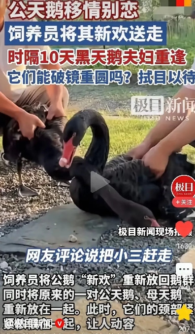 赶走小三，黑天鹅夫妇终于破镜重圆了！黑天鹅夫妇很开心、饲养员很高兴，很多网友却意