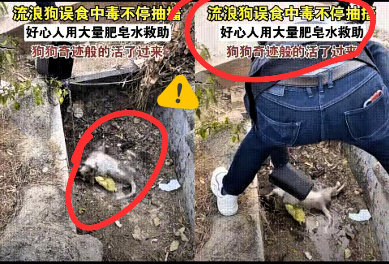 一条流浪狗觅食之际，不小心吃了老鼠药，痛苦地胡乱蹬腿，浑身抽搐！路过的人要么绕着