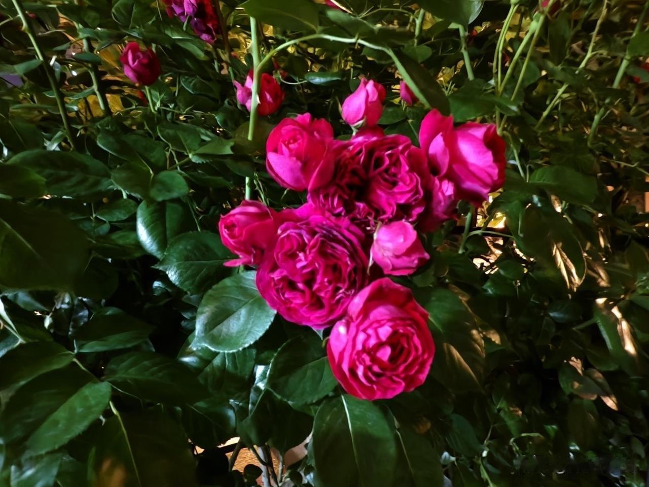 以前只见过全职太太的，没想到今天见了个全职先生。晚上几个朋友一起吃饭，没有在