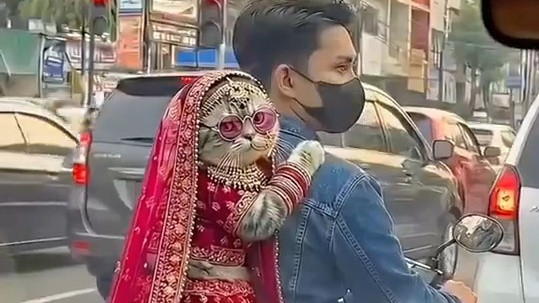 男子骑车驮萌宠，小猫西域风打扮太有范儿引热议