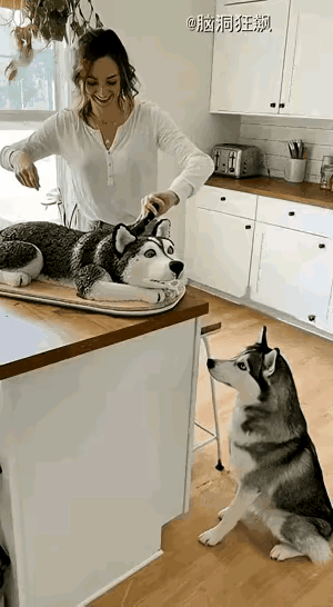 漂亮的女主人按照二哈的模样用泥塑了一只惟妙惟肖的假二哈。桌上一只地下一只，简直