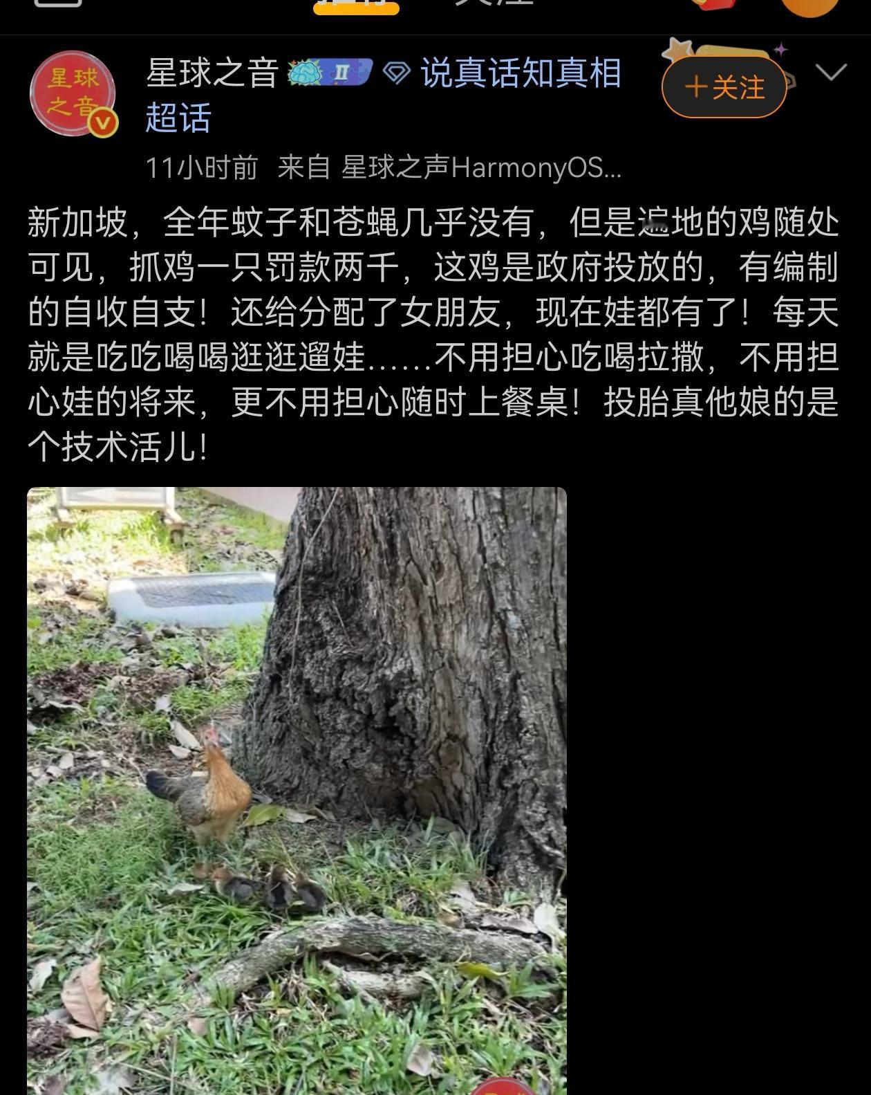 新加坡政府投放了很多鸡在大街上？不过鸡对于灭蚊和苍蝇很效果有限吧，鸡没那本事的。