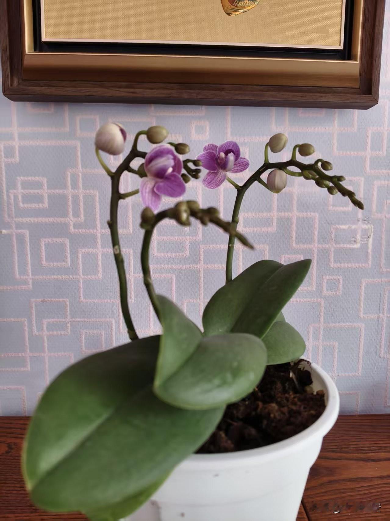 今天吃晚饭时，后面的一颗大牙掉了碎屑，两颗大牙都掉了。牙齿在不断减少，在世的日子