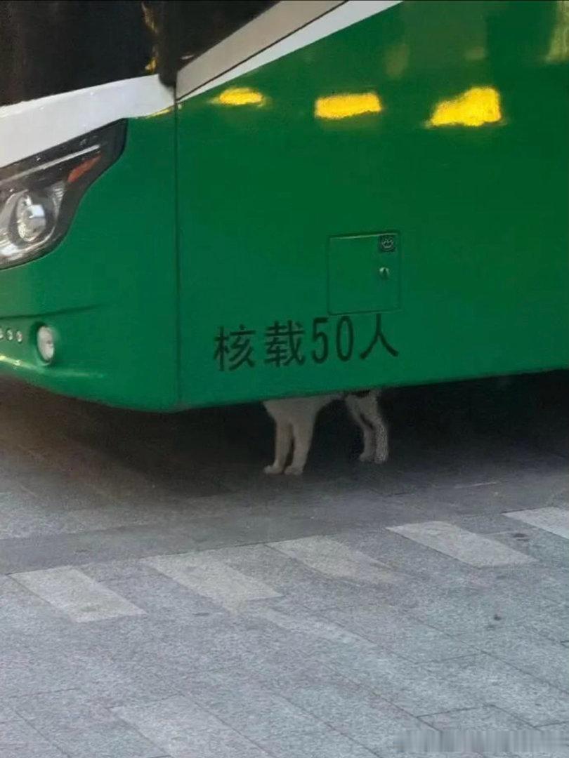 6807小猫载50人？​​​