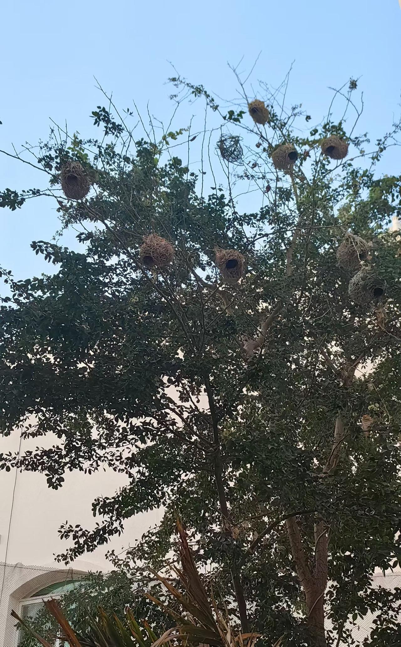 种菜你说这死鸟气人不以前这棵树上只有2个鸟窝​现在变成了8个​我种的菜一