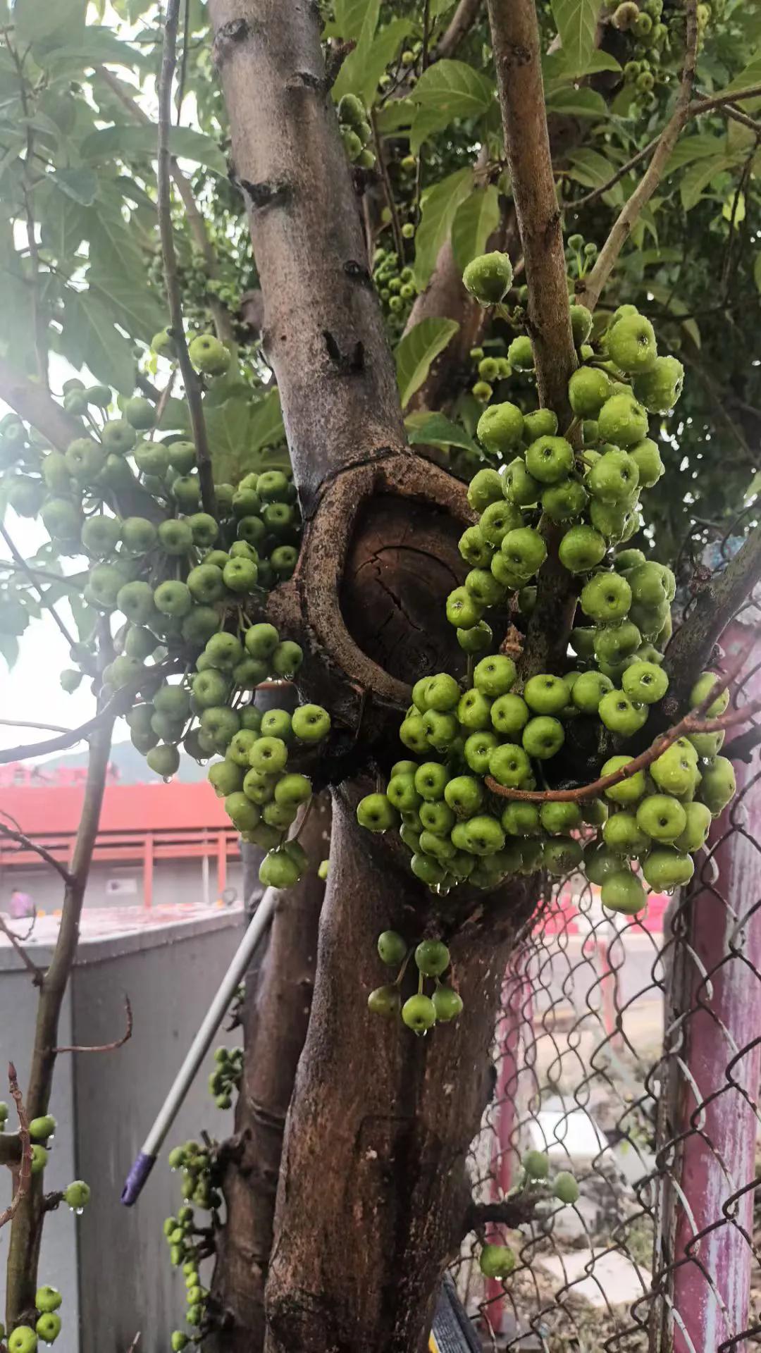 路过看到一株树干上长出果实，树茎青果煞是好看，不知道树名叫什么。