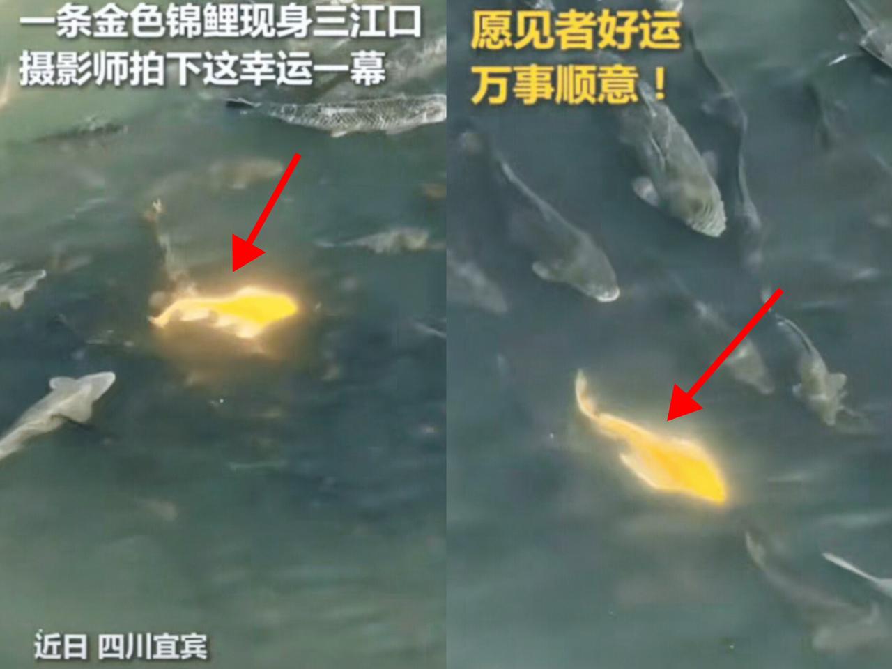 上人民日报的宜宾三江口“金光”，哪是太阳反光啊！是条半尺长的金锦鲤混在几十